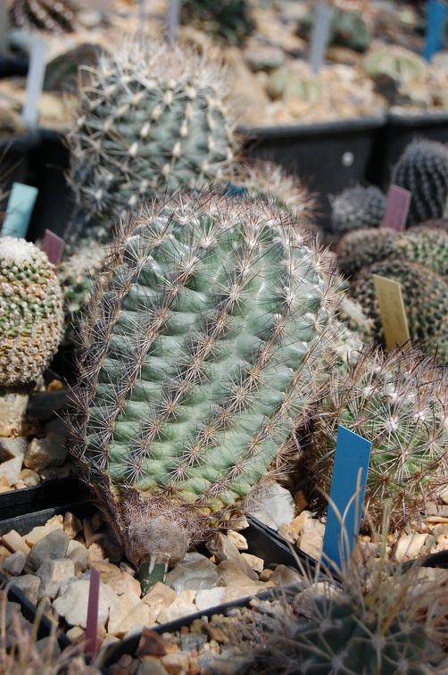 Коллекция Басараба Попа (Констанца, Румыния) 