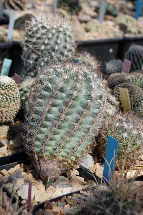 Коллекция Басараба Попа (Констанца, Румыния) 