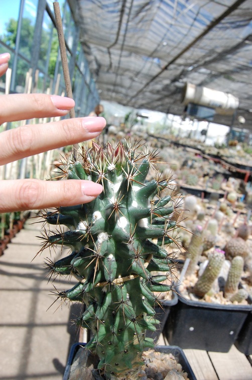 Коллекция Басараба Попа (Констанца, Румыния) 