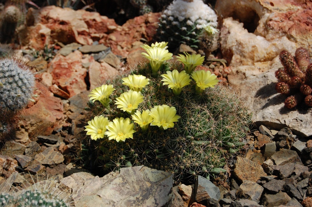 Коллекция Басараба Попа (Констанца, Румыния) 