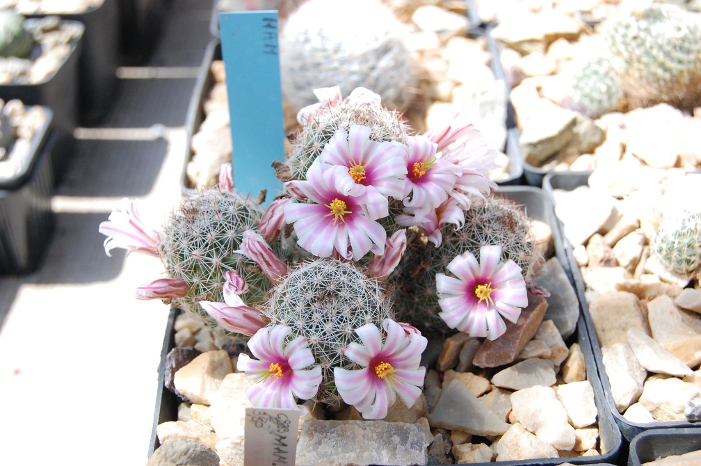 Коллекция Басараба Попа (Констанца, Румыния) 