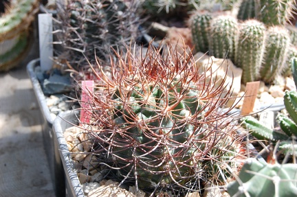 Коллекция Басараба Попа (Констанца, Румыния)