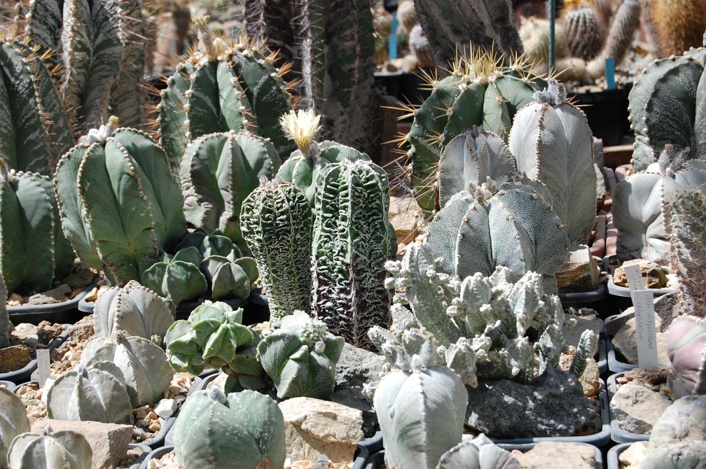 Коллекция Басараба Попа (Констанца, Румыния)