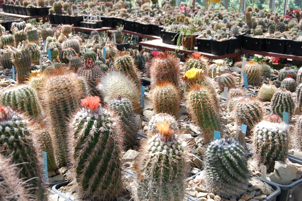 Коллекция Басараба Попа (Констанца, Румыния)