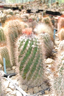 Коллекция Басараба Попа (Констанца, Румыния)