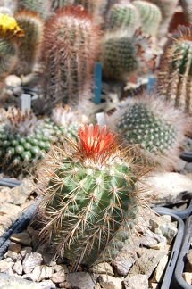 Коллекция Басараба Попа (Констанца, Румыния)