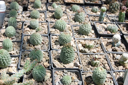 Коллекция Басараба Попа (Констанца, Румыния)