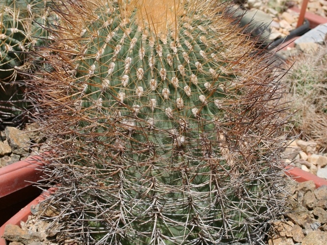 Denmoza  rhodocantha v  erythrocephala