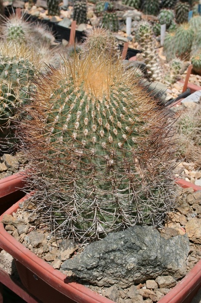 Denmoza__rhodocantha_v__erythrocephala.JPG