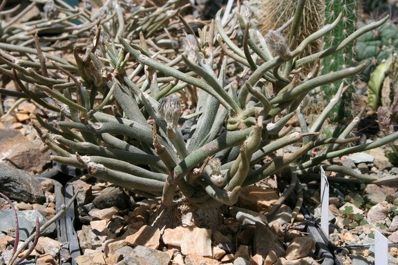 Digitostigma caput-medusae