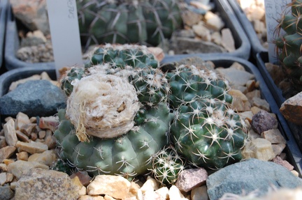 Коллекция Басараба Попа (Констанца, Румыния) 