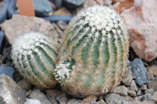 Echinocereus carmenensis
