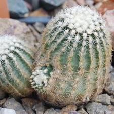 Echinocereus carmenensis