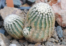 Echinocereus carmenensis