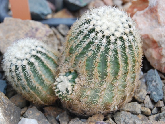 Echinocereus carmenensis