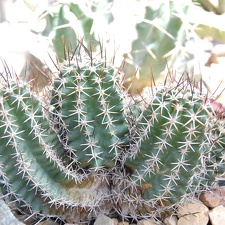 Echinocereus fendleri v  kunzleri