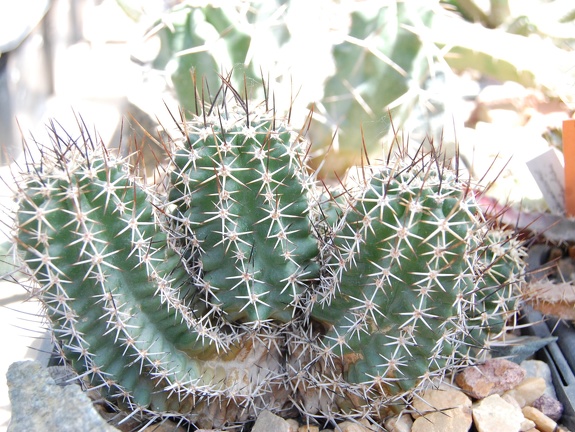 Echinocereus fendleri v  kunzleri