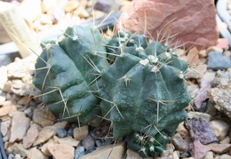 Echinocereus knippelianus