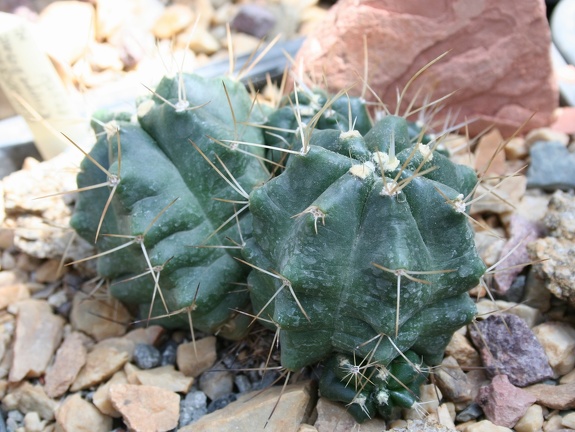 Echinocereus knippelianus