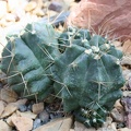 Echinocereus knippelianus