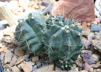Echinocereus knippelianus