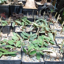 Коллекция Басараба Попа (Констанца, Румыния) (1478 відвідувань) Euphorbia
Фото Оксаны Руденко (Одесса) июнь 2014 Коллекция Басараба Попа (Констанца, Румыния)