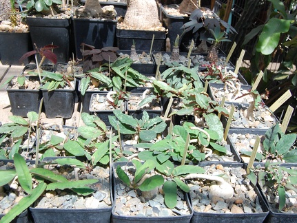 Коллекция Басараба Попа (Констанца, Румыния) (1478 відвідувань) Euphorbia
Фото Оксаны Руденко (Одесса) июнь 2014 Коллекция Басараба Попа (Констанца, Румыния)