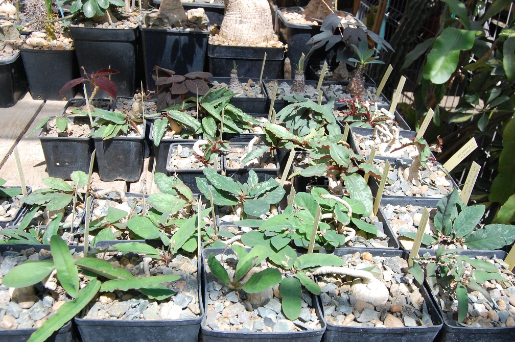 Коллекция Басараба Попа (Констанца, Румыния)