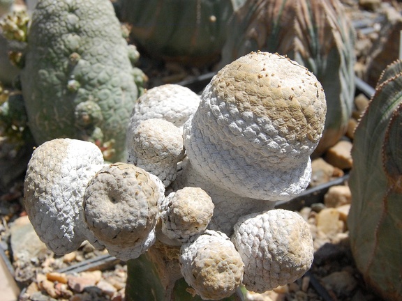 Euphorbia piscidermis