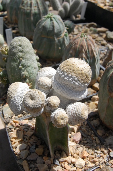 Euphorbia_piscidermis.jpg