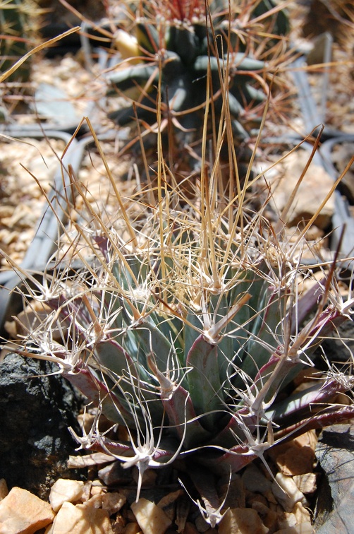 Коллекция Басараба Попа (Констанца, Румыния)