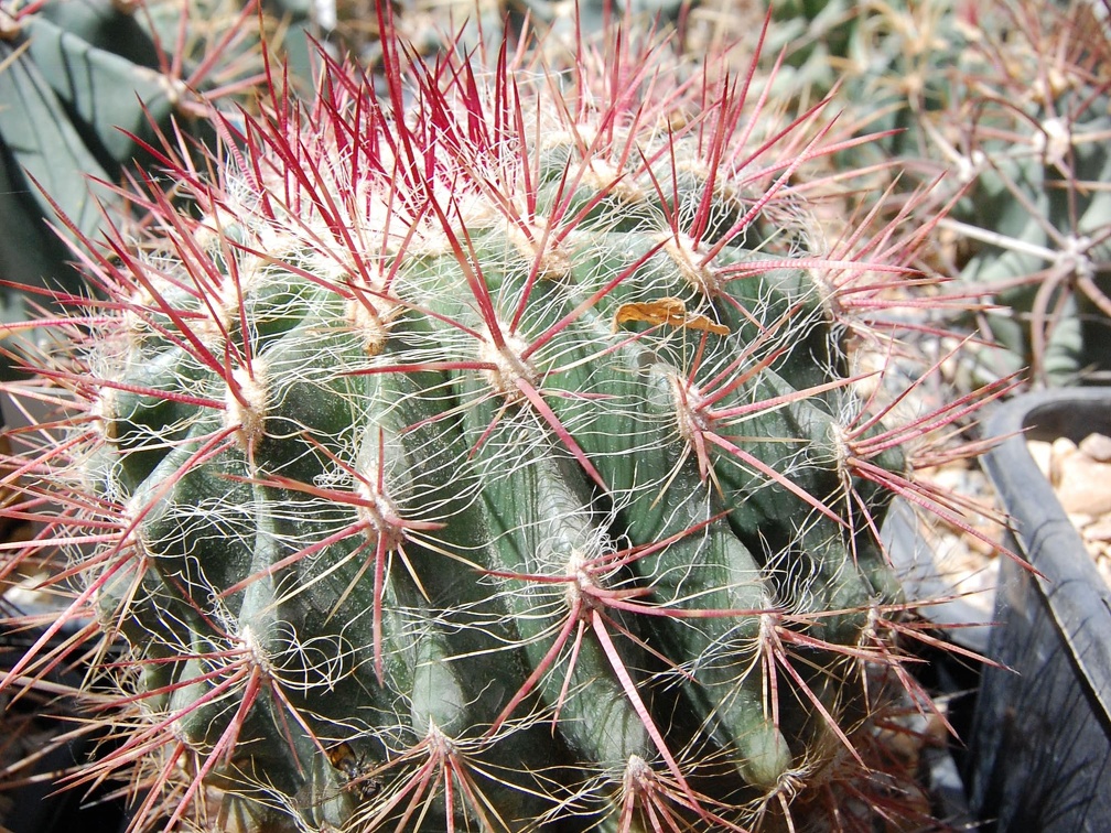 Ferocactus steinesii pilosus
