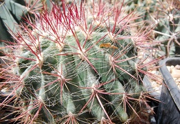 Ferocactus steinesii pilosus