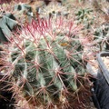 Ferocactus steinesii pilosus