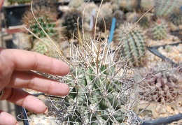 Glandulicactus uncinatus