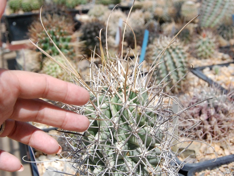 Glandulicactus uncinatus