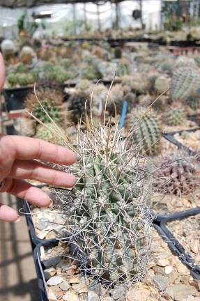 Glandulicactus uncinatus
