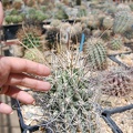 Glandulicactus uncinatus