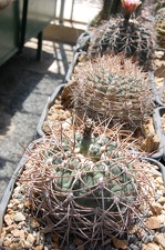 Gymnocalycium cardenasianum