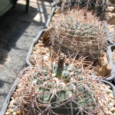 Gymnocalycium cardenasianum