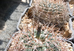 Gymnocalycium cardenasianum