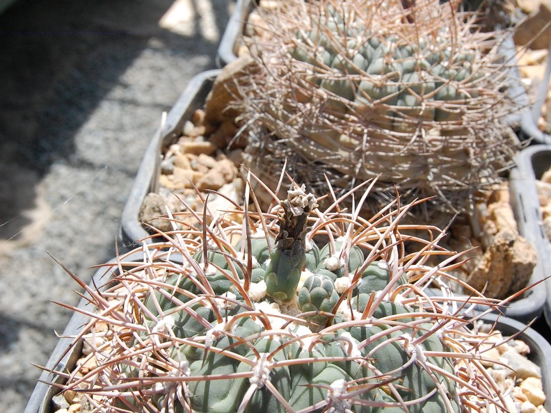 Gymnocalycium cardenasianum