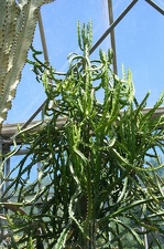 Коллекция Басараба Попа (Констанца, Румыния)