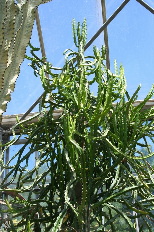 Коллекция Басараба Попа (Констанца, Румыния)