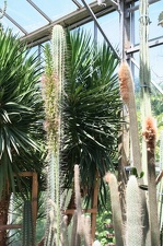 Коллекция Басараба Попа (Констанца, Румыния)