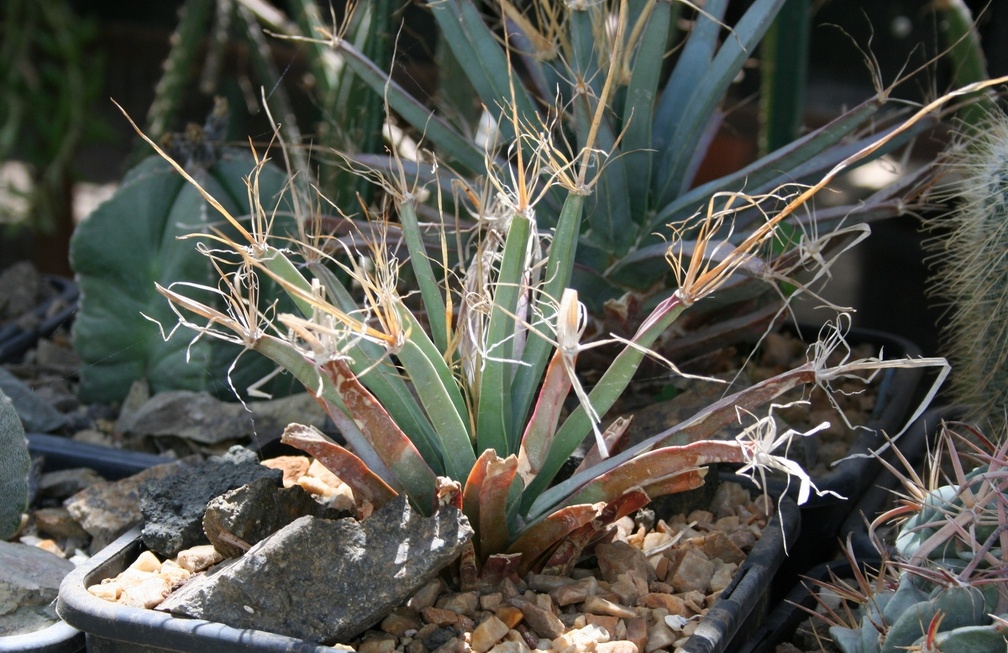 Коллекция Басараба Попа (Констанца, Румыния)