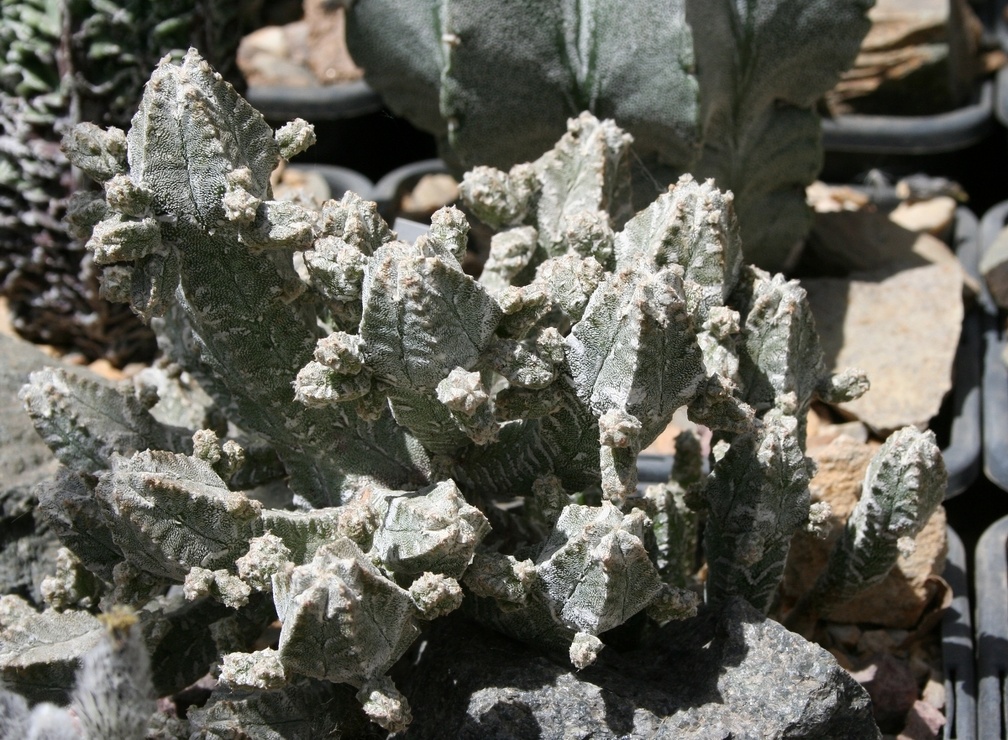 Коллекция Басараба Попа (Констанца, Румыния)