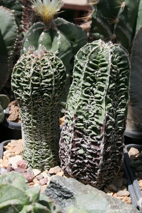 Коллекция Басараба Попа (Констанца, Румыния)