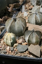 Коллекция Басараба Попа (Констанца, Румыния)