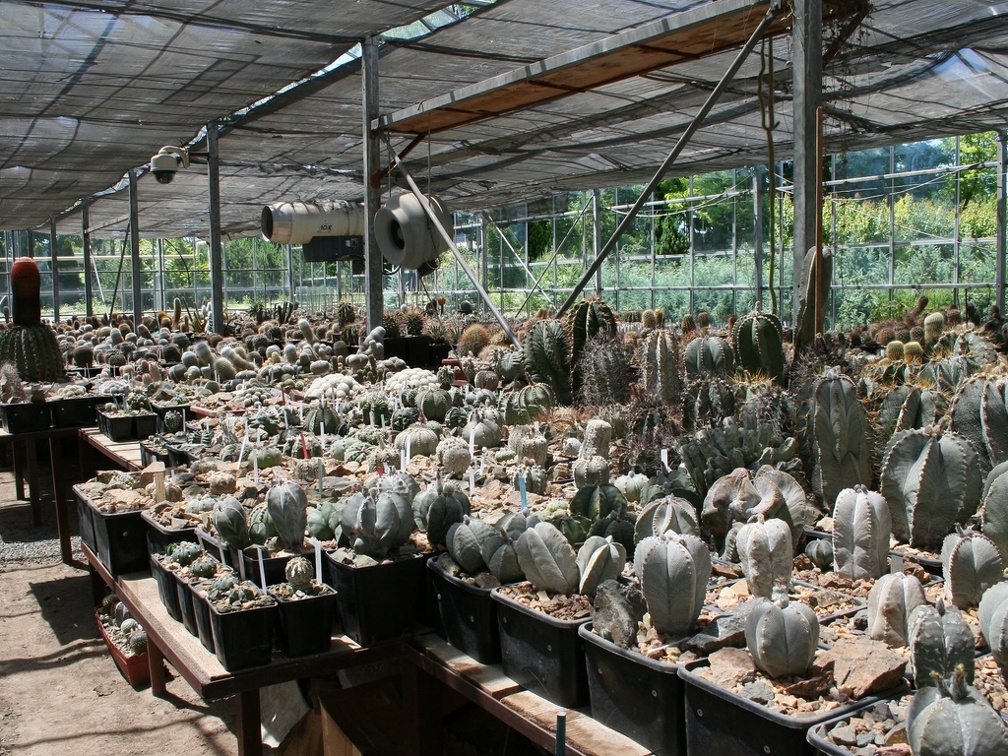 Коллекция Басараба Попа (Констанца, Румыния)